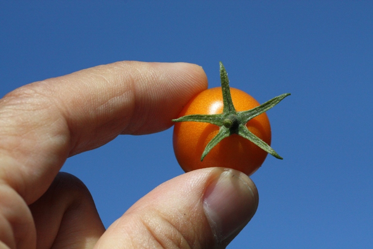 solanum